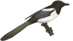 Logo MAISON DE RETRAITE LA PIE VOLEUSE
