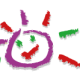 Logo ANIM ACTION