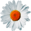 Logo SOCIETE FINANCIERE TAPIERO