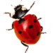 Logo TOUTENET