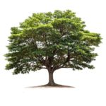 Logo LES COMPAGNONS DE SAINT JOSEPH PAYSAGISTES