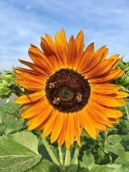 Logo EARL LES MARAICHERS DU PRE VELOT