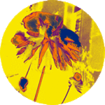 Logo MONSIEUR JEAN TERRETAZ