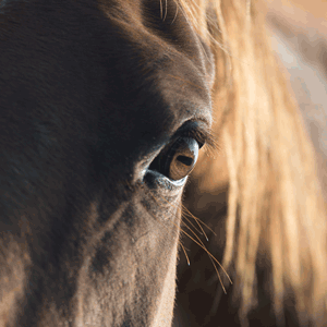 Logo MADAME ANNE-ARMELLE LANGLOIS