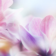 Logo MADAME CELINE LANGLAIS