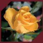 Logo MENUISERIE MORICHERE