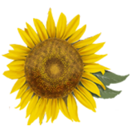 Logo CAMPING LES PRAIRIES DE L'ETANG