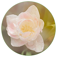 Logo MADAME NADYA COCHET