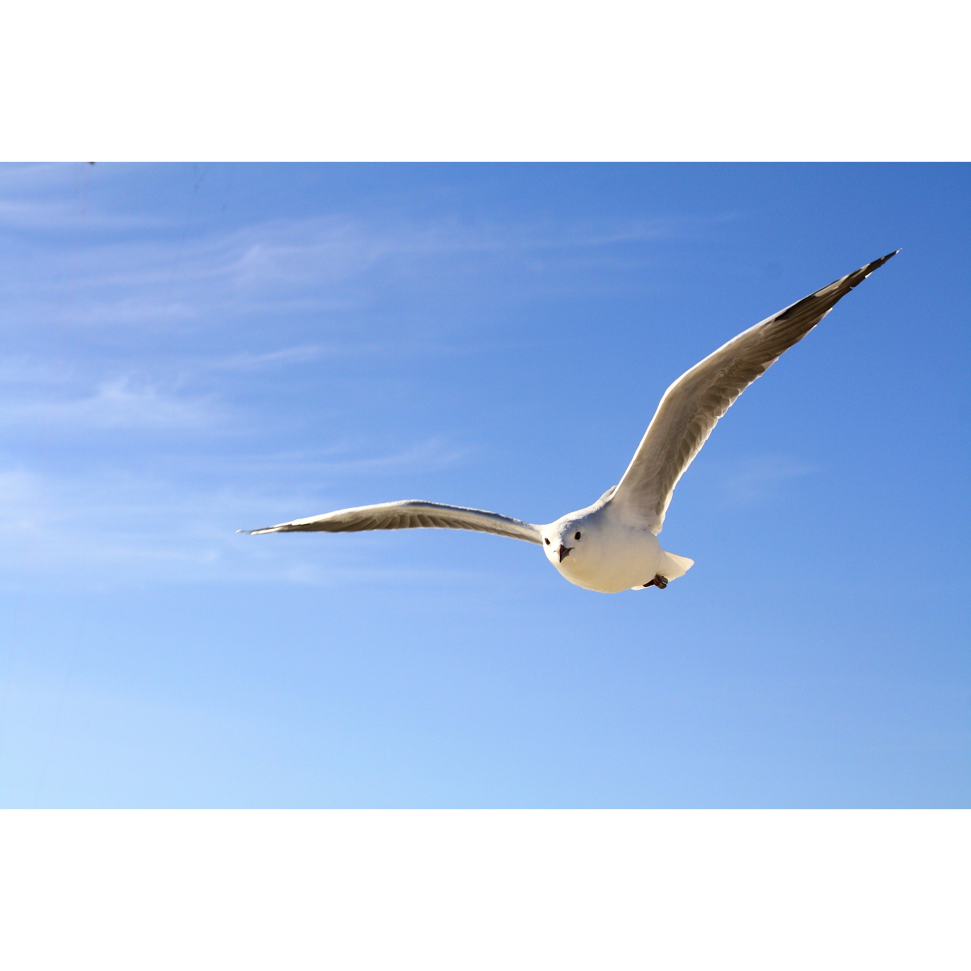 Logo MONSIEUR VINCENT DARONNAT