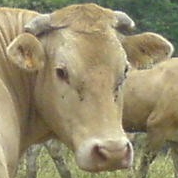 Logo GAEC LES ORANGERS