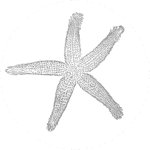 Logo ARCHIPEL EVASION
