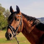 Logo CENTRE EQUESTRE D'AZAY LE RIDEAU