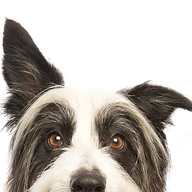 Logo EDUCATION CANINE 31 (EDC31)