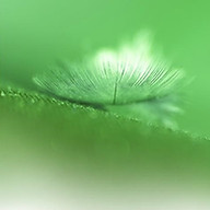 Logo MADAME SEVERINE BELLARD