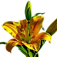 Logo EASY SCHOOL CENTER