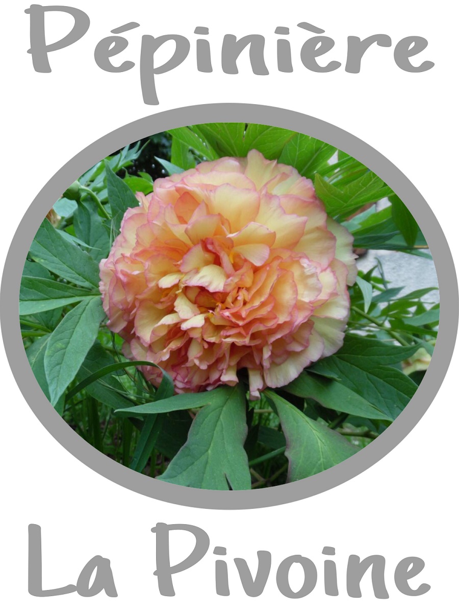 Logo PEPINIERE LA PIVOINE